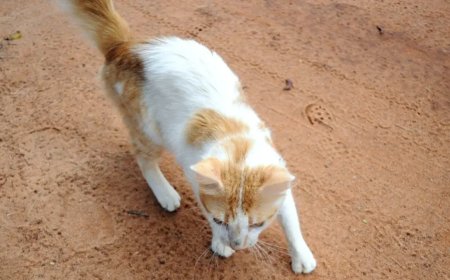 Presas por lanzar al aire a un gato