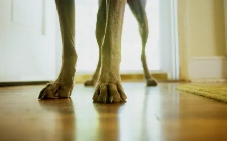 Dejó a su madre con demencia al cuido de sus 54 perros y la devoraron
