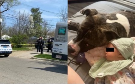 Pitbull mató a niña de siete meses...