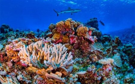 Desarrollan proyecto para proteger los arrecifes coralinos en Venezuela