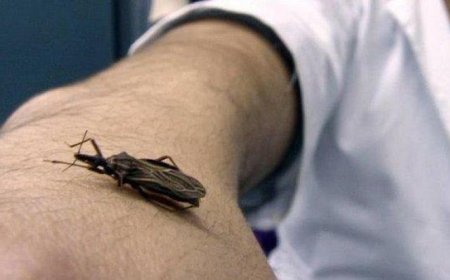 De chipos, machacas y marcianos...