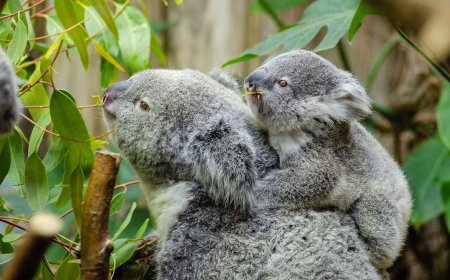 Australia sacrifica a 750 koalas como "matanza humanitaria"