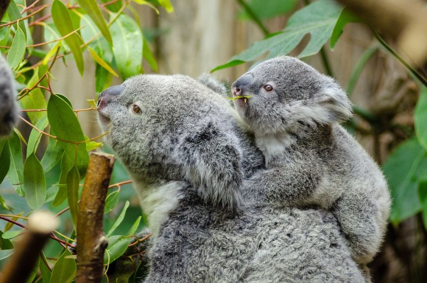 Australia sacrifica a 750 koalas como "matanza humanitaria"
