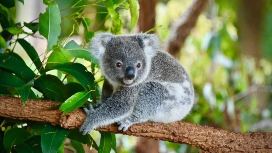 Australia sacrifica a 750 koalas como "matanza humanitaria"