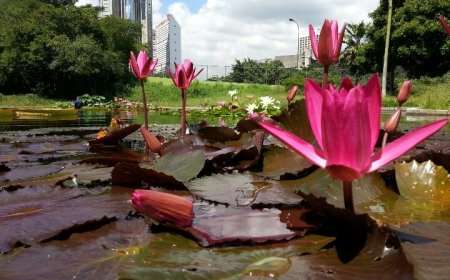 El Jardín Botánico tiene un hermano en Londres