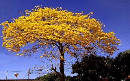 Florecer de araguaneyes