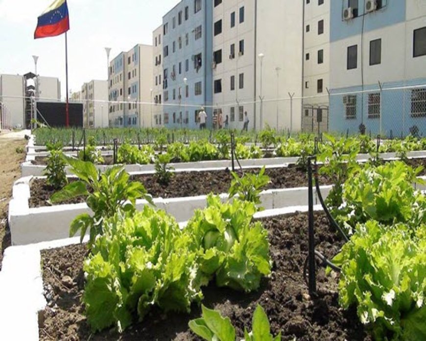 Dos emprendimientos que impulsan el renacer de Venezuela en 2025