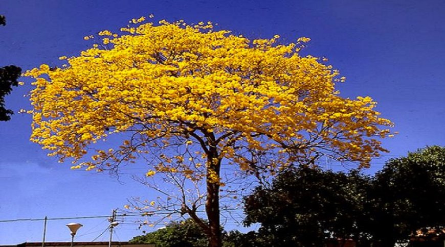 Florecer de araguaneyes