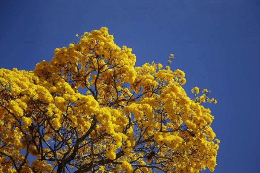 Florecer de araguaneyes