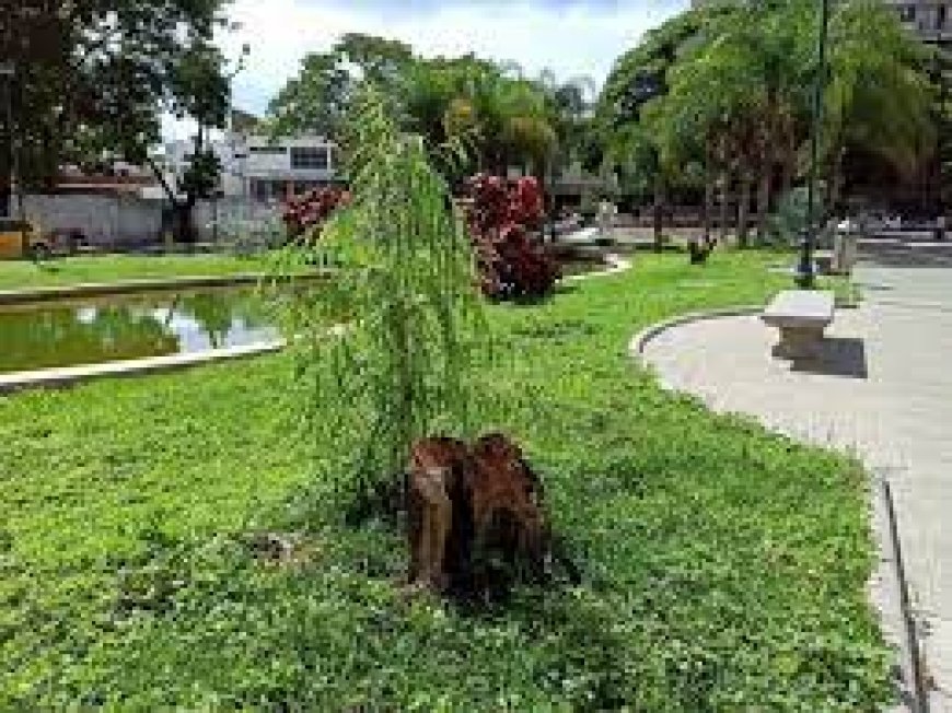 Lo que ocurrió en el velorio de los Sauces Llorones