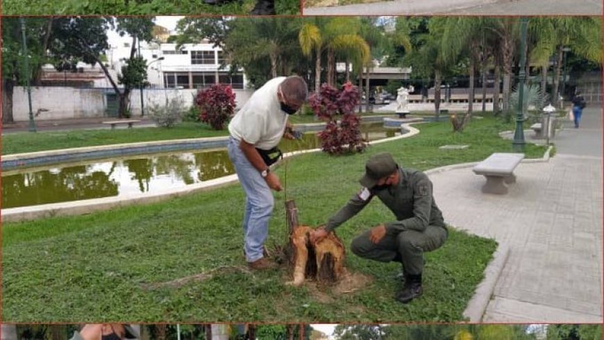 Lo que ocurrió en el velorio de los Sauces Llorones