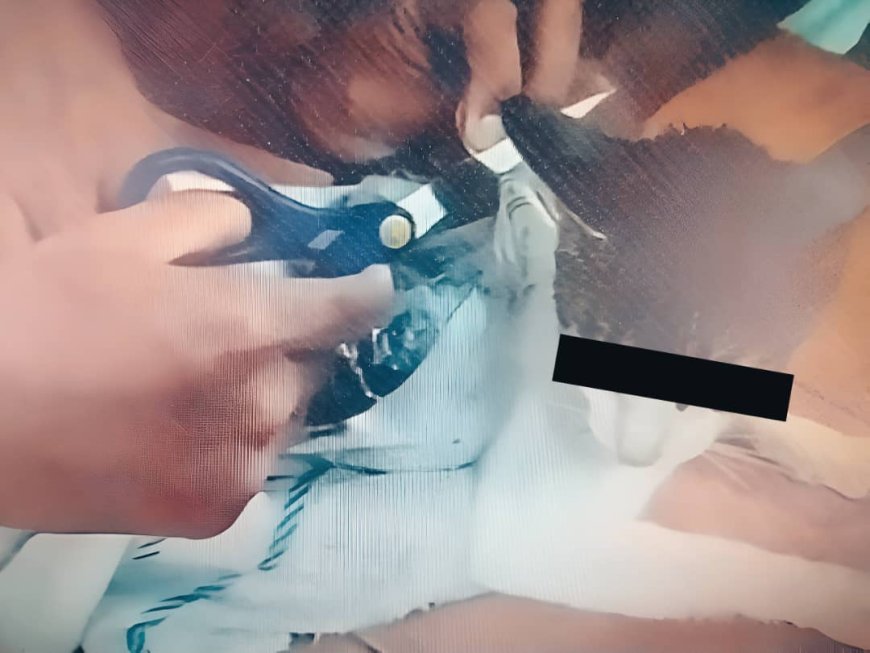 Convierten a un gato en "mula": atrapado introduciendo droga a un penal