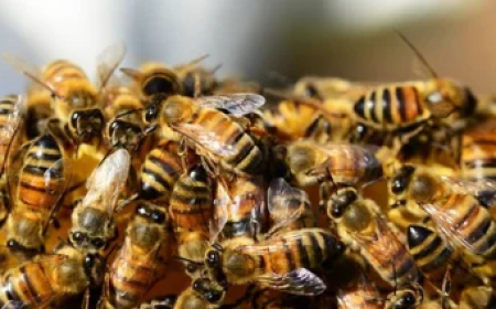 Abejas africanas matan a abuelo de 70 años