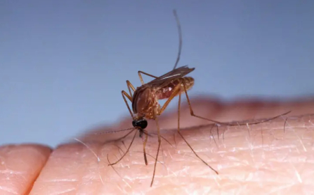 Virus Oropouche transmitido por los jejenes