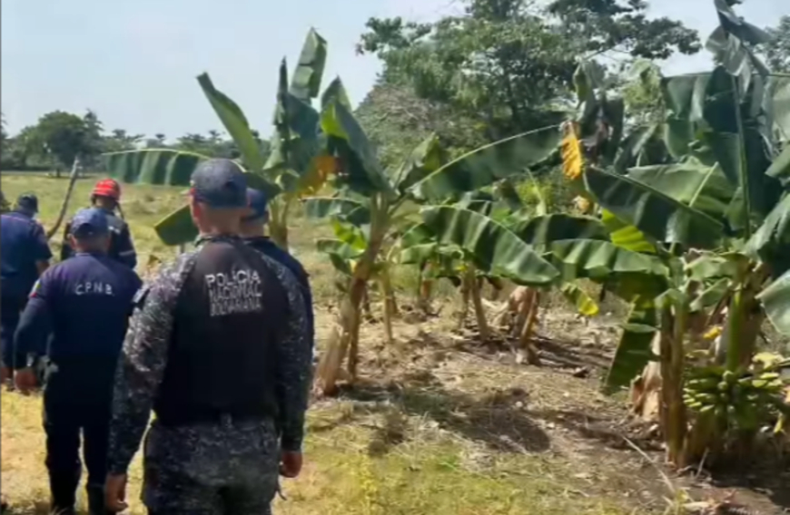Abejas africanas matan a abuelo de 70 años