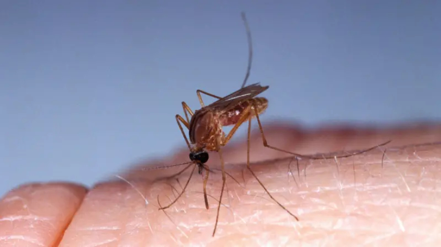 Virus Oropouche transmitido por los jejenes