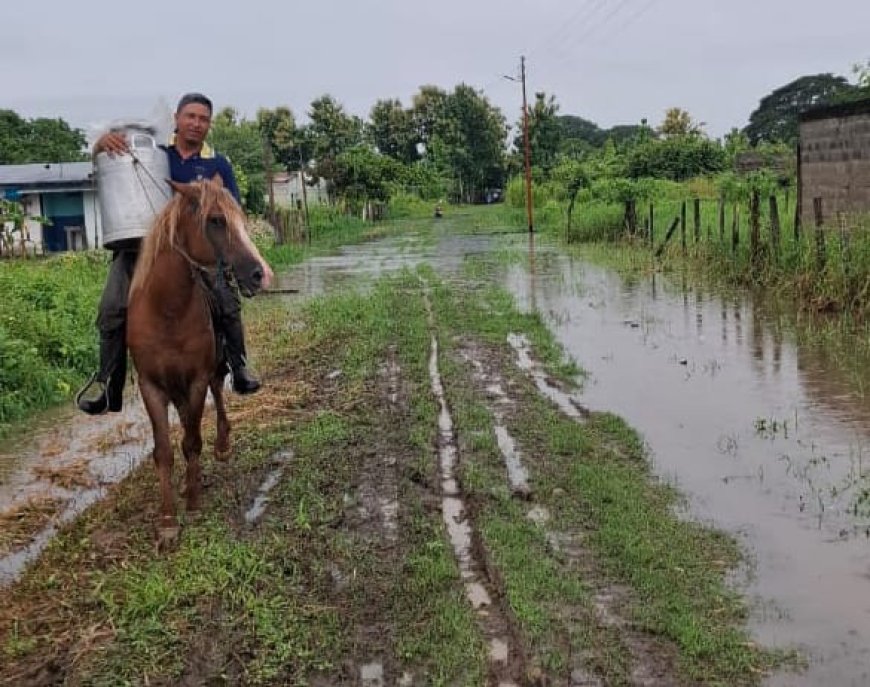 BARINAS: Nutrias sigue bajo las aguas y desborde del caño Masparrito inundó barriadas de Libertad