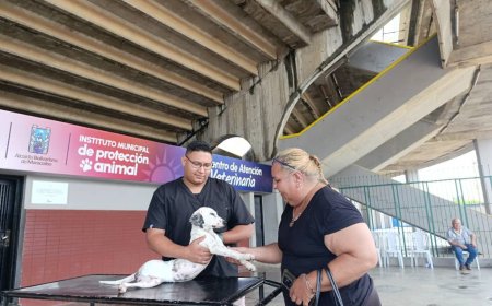 El IMPA atendió y salvó a “Chukita”: Fue arrollada en Cecilio Acosta