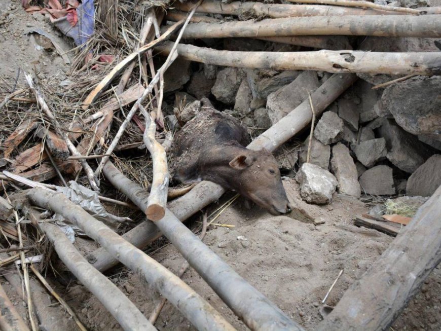 Terrenoto y devastación en Afganistán: más de 800 muertos