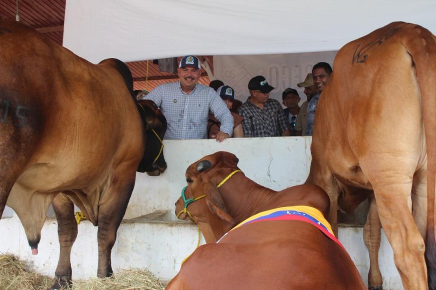 LUIS CALDERA: Feria Ganadera de Rosario de Perijá, muestra de la Venezuela y el Zulia potencia
