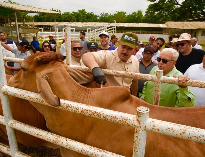 ZULIA: Luis Caldera acompañó colocación de 83.000 dosis en segundo ciclo de vacunación antiaftosa