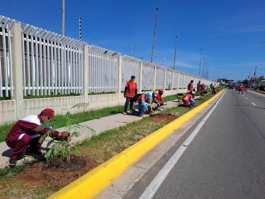 Sembraron árboles en el kilómetro 4 en celebración del Día Mundial de la Ecología