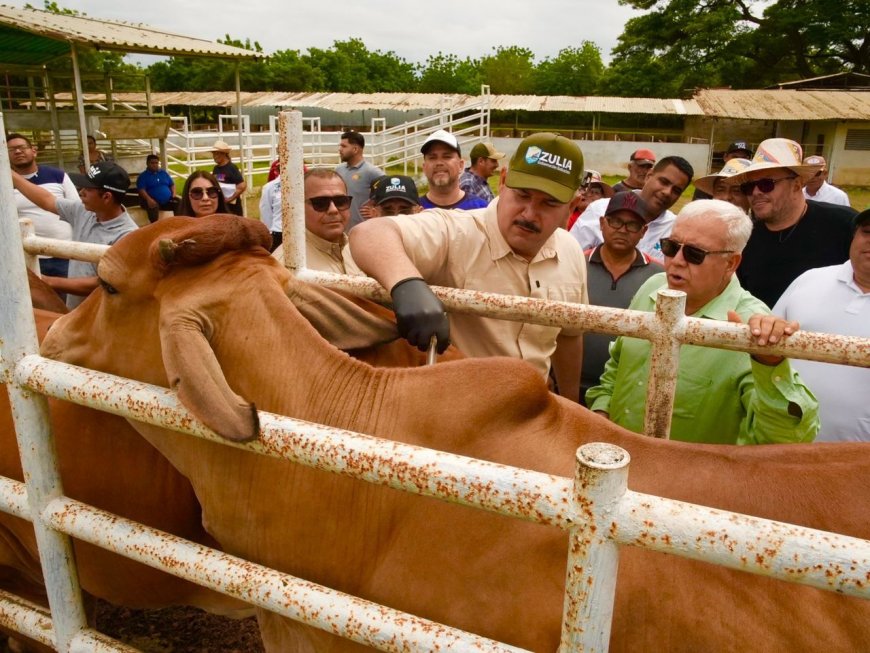 ZULIA: Luis Caldera acompañó colocación de 83.000 dosis en segundo ciclo de vacunación antiaftosa