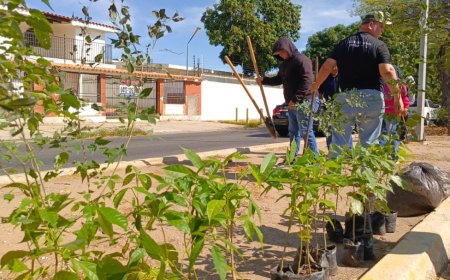 MARACAIBO: Alcaldía llenó de árboles la prolongación Circunvalación 2