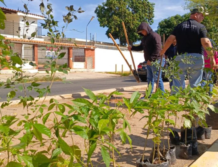 MARACAIBO: Alcaldía llenó de árboles la prolongación Circunvalación 2
