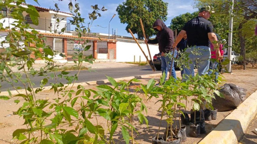 MARACAIBO: Alcaldía llenó de árboles la prolongación Circunvalación 2