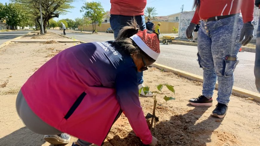 MARACAIBO: Alcaldía llenó de árboles la prolongación Circunvalación 2