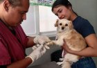 Jornadas veterinarias: 277 mascotas recibieron atención médica gratuita en San Francisco