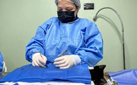 ¡IMPA activo! 100 felinos esterilizados en la primera jornada de 2026