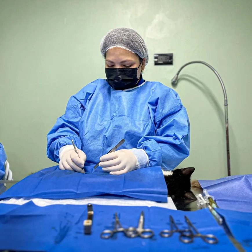 ¡IMPA activo! 100 felinos esterilizados en la primera jornada de 2026