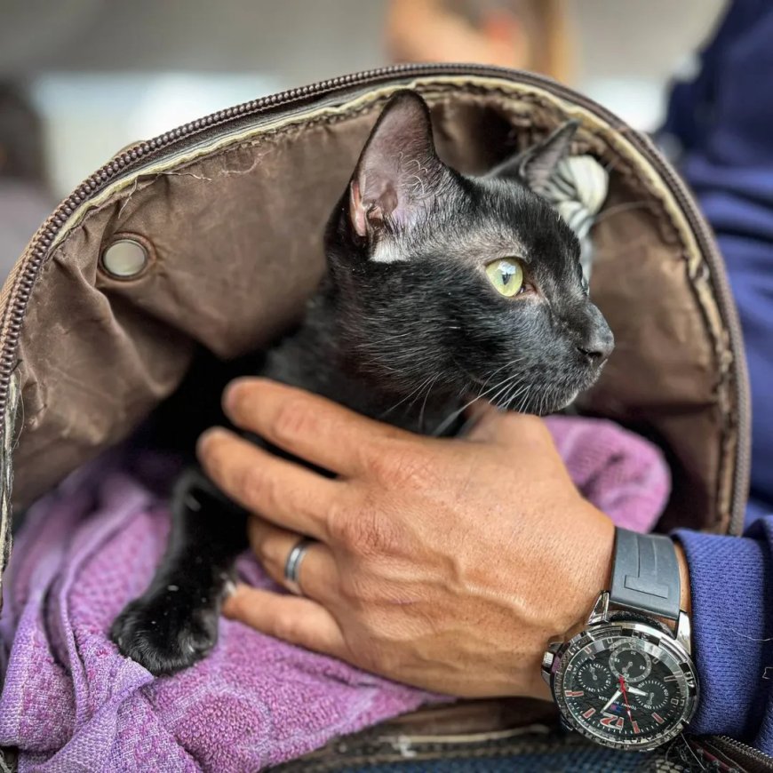 ¡IMPA activo! 100 felinos esterilizados en la primera jornada de 2026