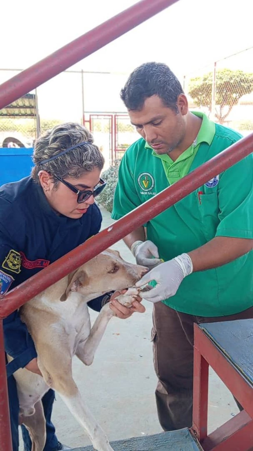 Jornadas veterinarias: 277 mascotas recibieron atención médica gratuita en San Francisco
