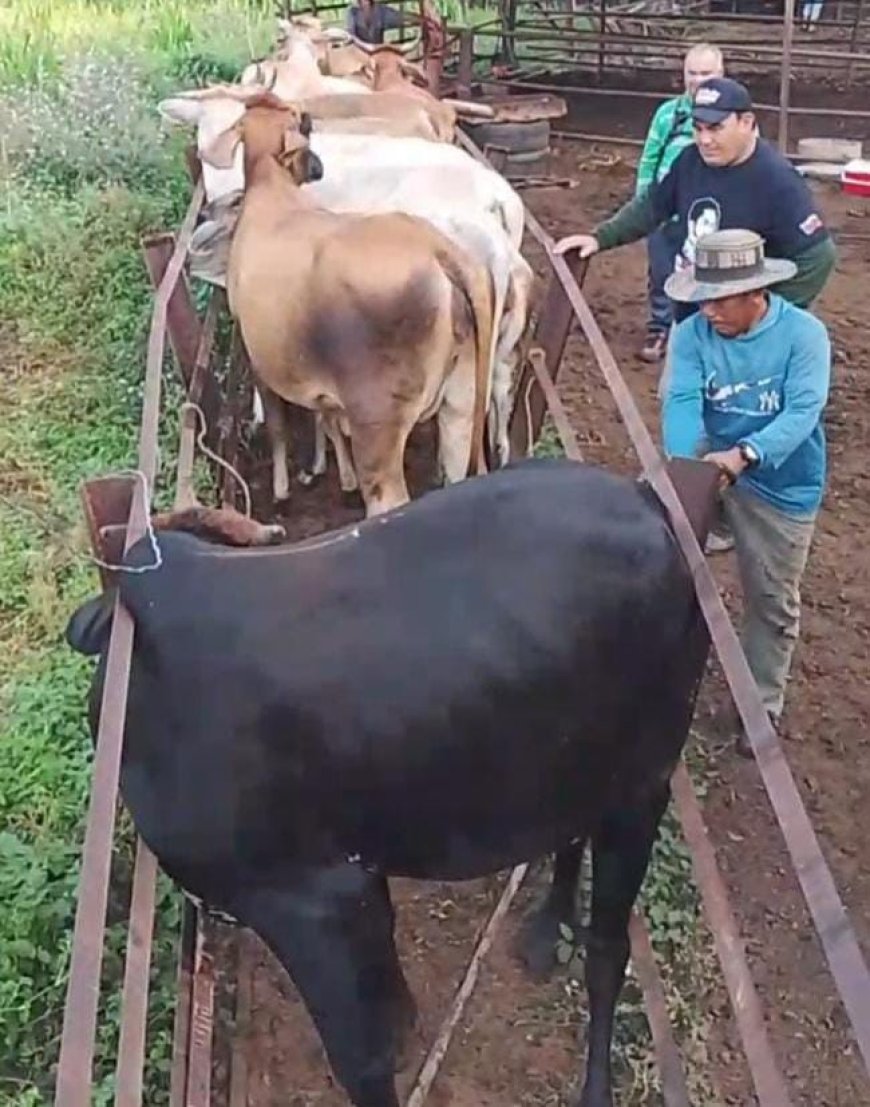¡Jornada exitosa! Vacunados más de 2.600 animales contra la fiebre aftosa en Maracaibo