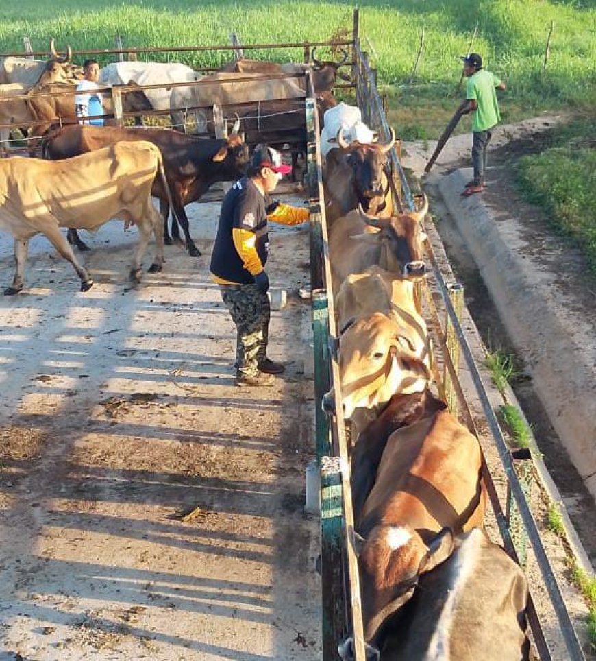 ¡Jornada exitosa! Vacunados más de 2.600 animales contra la fiebre aftosa en Maracaibo