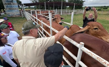 978.000 dosis aplicadas: Zulia ocupa primer lugar del país en cobertura de vacunación antiaftosa 