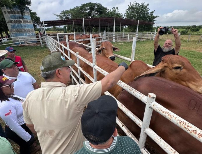 978.000 dosis aplicadas: Zulia ocupa primer lugar del país en cobertura de vacunación antiaftosa 