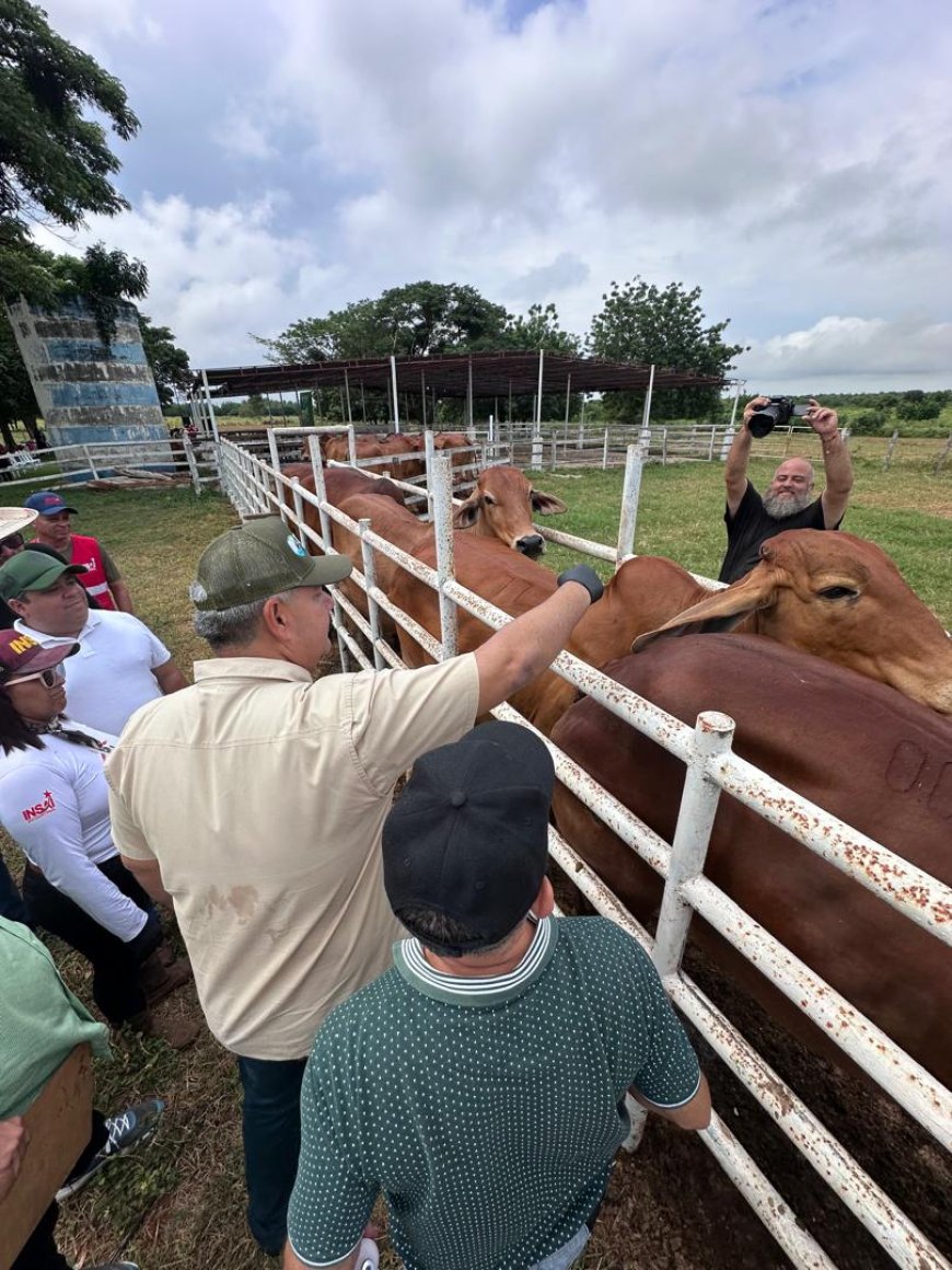 978.000 dosis aplicadas: Zulia ocupa primer lugar del país en cobertura de vacunación antiaftosa 
