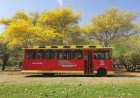 Tranvía de Maracaibo impulsa el turismo con la ruta emblemática al Jardín Botánico