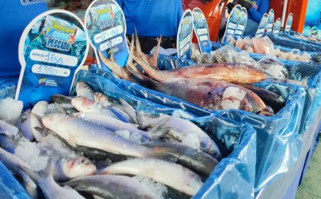 14 toneladas de alimentos en jornada integral para el pueblo de San Francisco