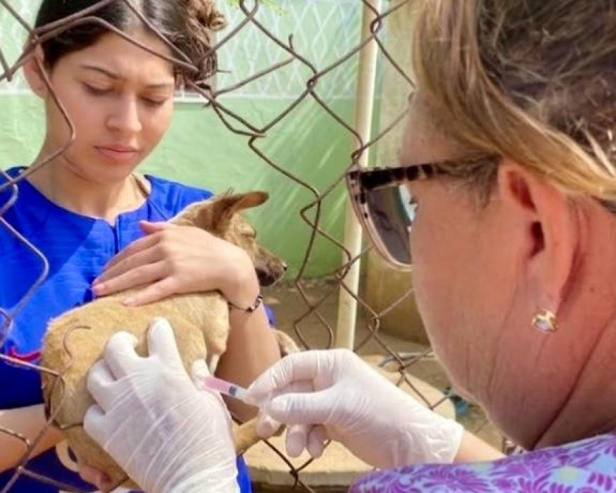 MinSalud y Gobernación impulsan Vacunación Canina ‘Huellas Seguras’ en Maracaibo y San Francisco