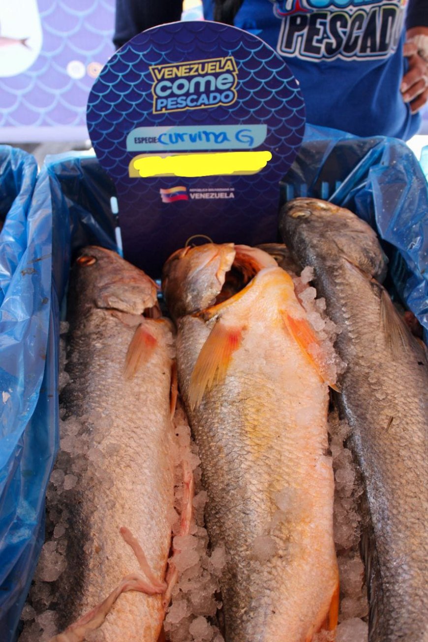 ¡También va a otras parroquias!  Aprovecha este lunes el pescadito en la Feria de la Plaza para Todos