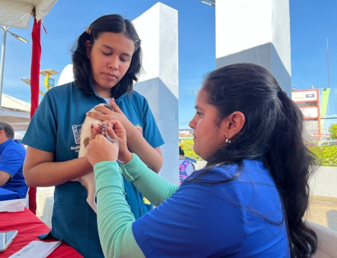 El IMPA consolida su alcance Más de 4.200 mascotas atendidas durante el primer trimestre