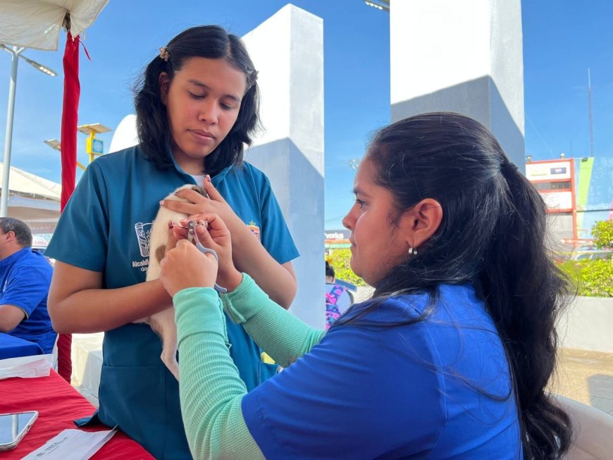 El IMPA consolida su alcance Más de 4.200 mascotas atendidas durante el primer trimestre