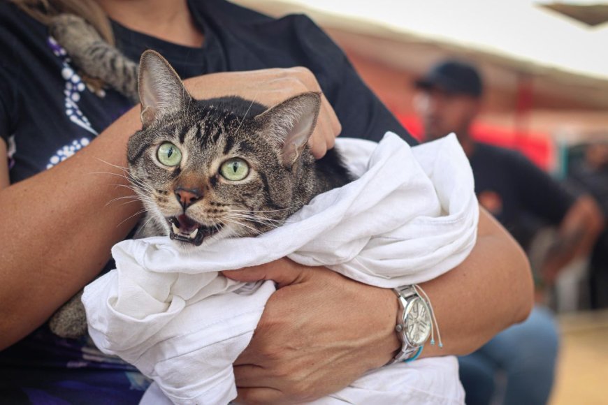 El IMPA consolida su alcance Más de 4.200 mascotas atendidas durante el primer trimestre