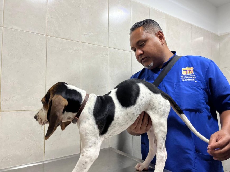 El IMPA consolida su alcance Más de 4.200 mascotas atendidas durante el primer trimestre