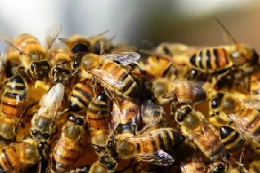 Abejas africanas matan a abuelo de 70 años